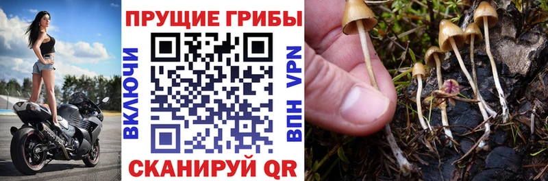 Псилоцибиновые грибы MAGIC MUSHROOMS  где купить наркоту  Южноуральск 