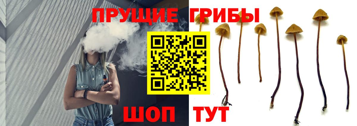 Псилоцибиновые грибы Psilocybe Южноуральск